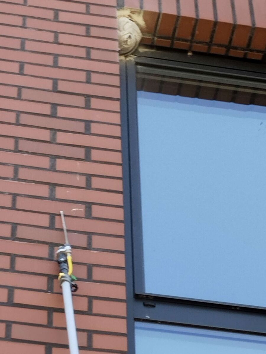  Bienennest entfernen