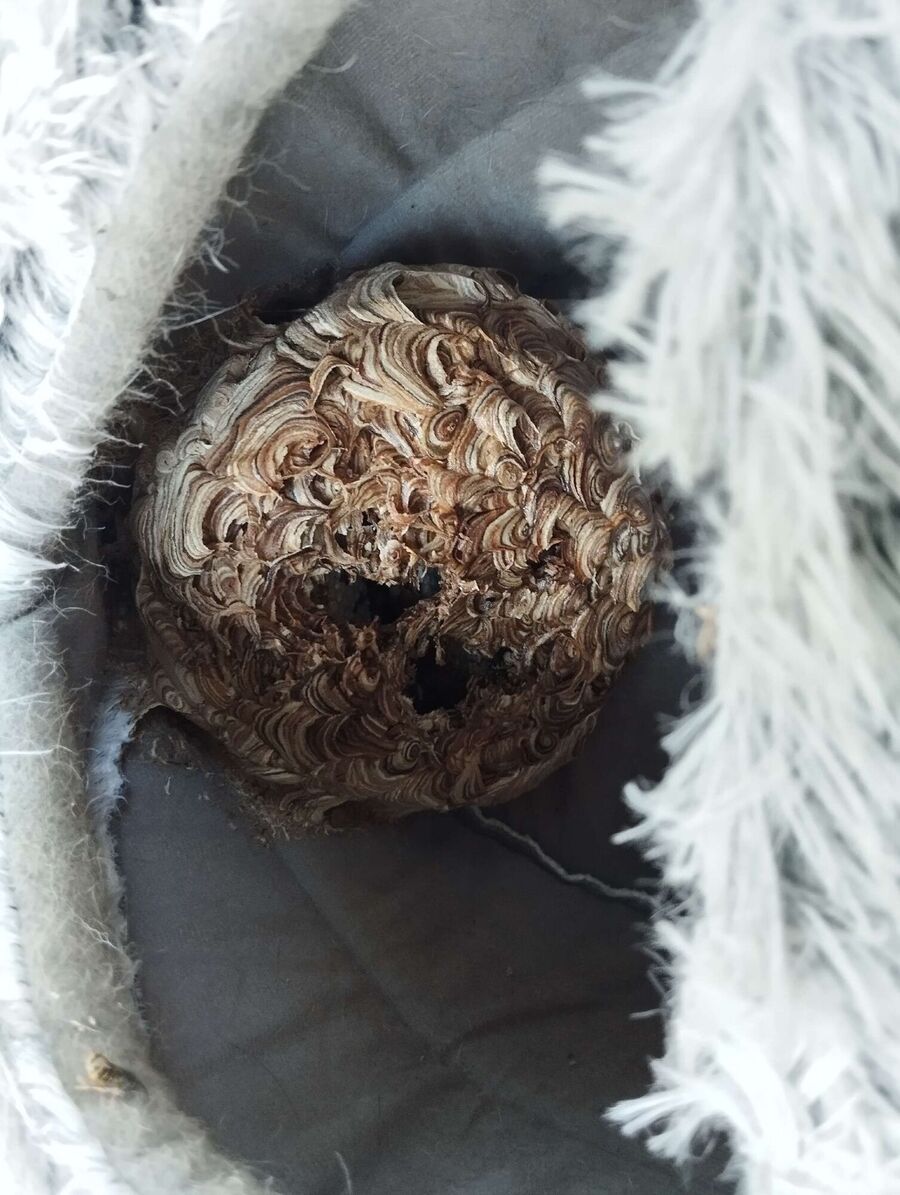  Bienennest entfernen