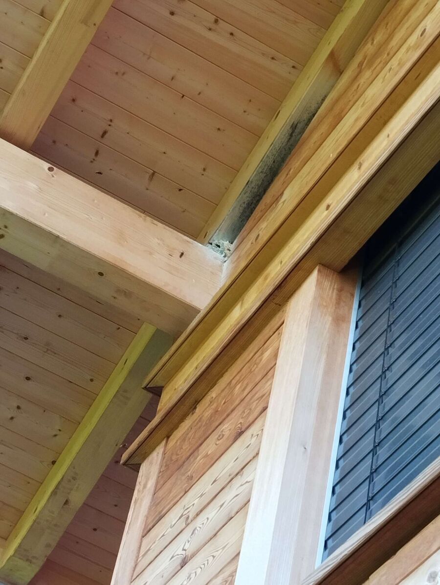  Bienennest entfernen