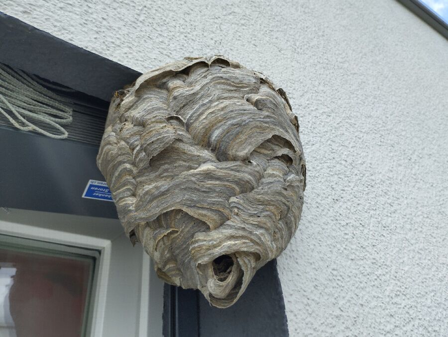 bienennest-am-haus-entfernen.jpg