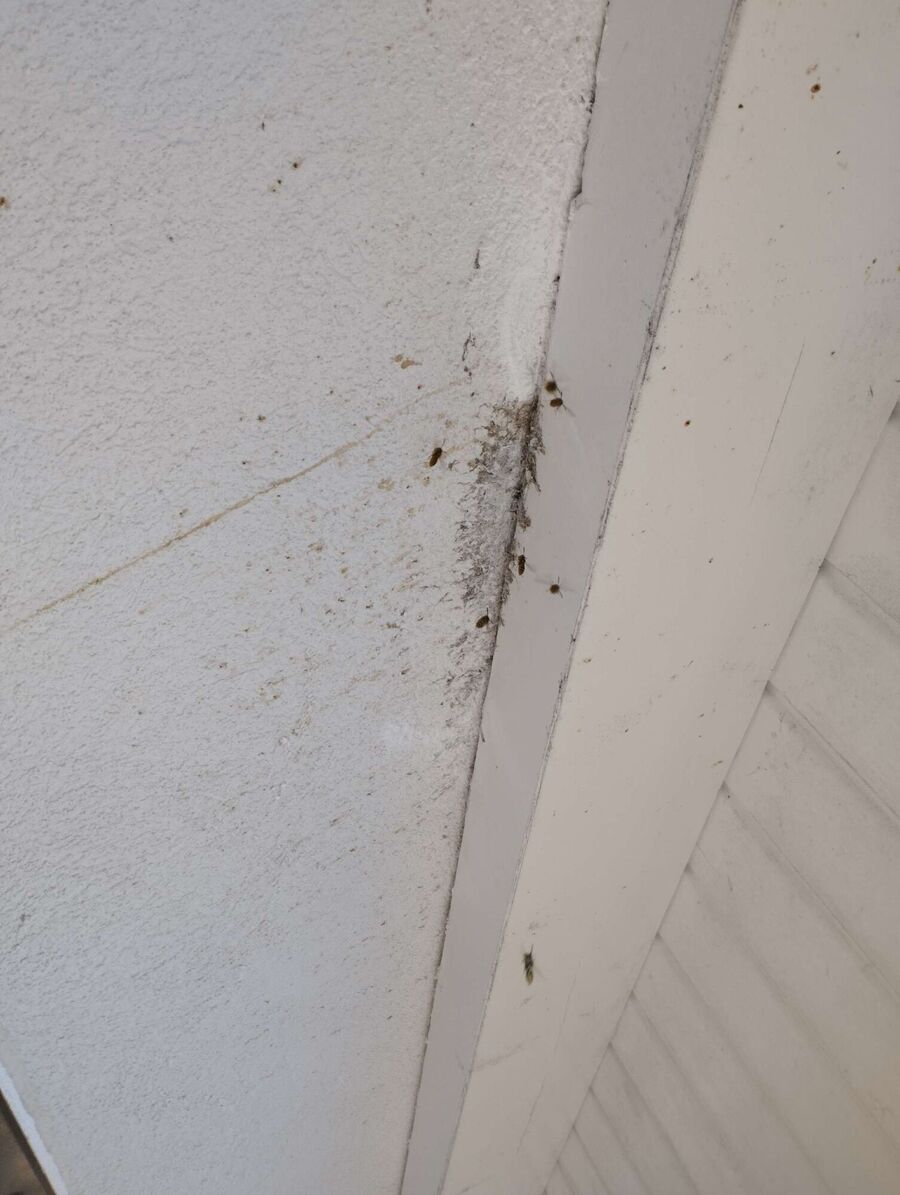 Bienen umsiedeln &  Bienennest entfernen 