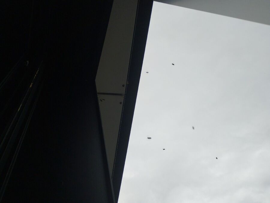  Bienennest entfernen.jpeg