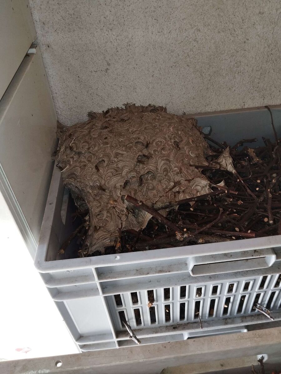 Bienen umsiedeln &  Bienennest entfernen 