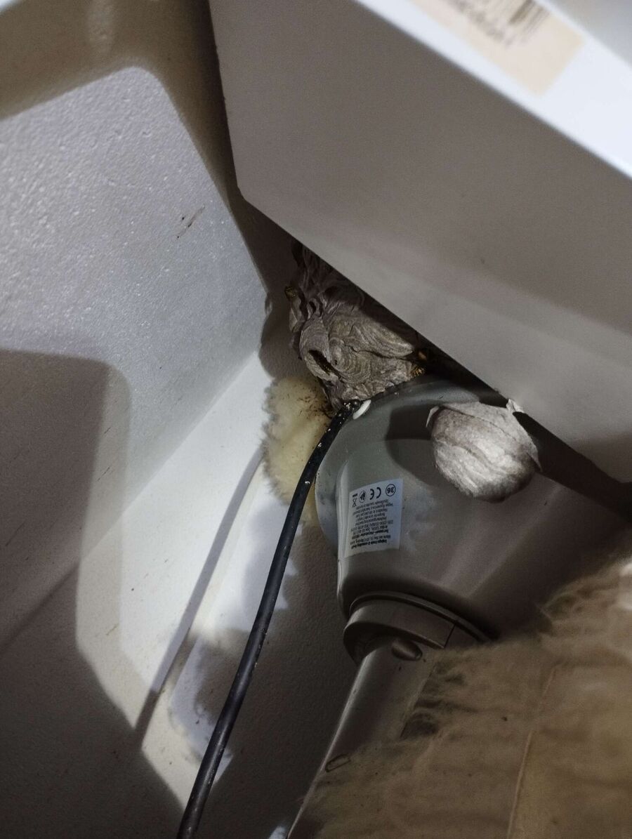 Bienen umsiedeln &  Bienennest entfernen 