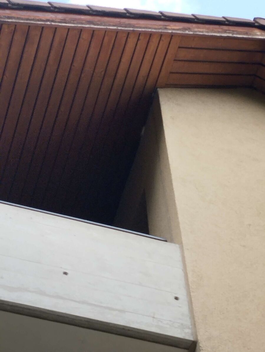  Bienennest entfernen.jpeg