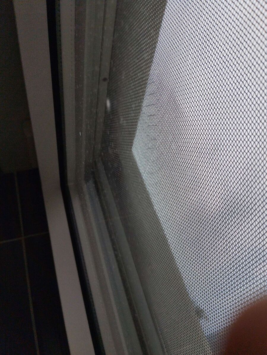  Bienennest entfernen.jpeg