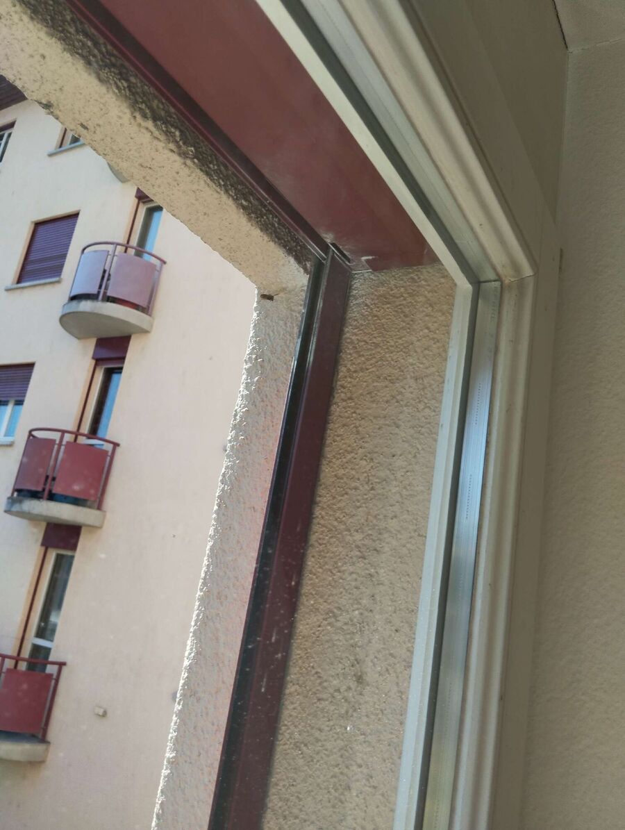  Bienennest entfernen.jpeg