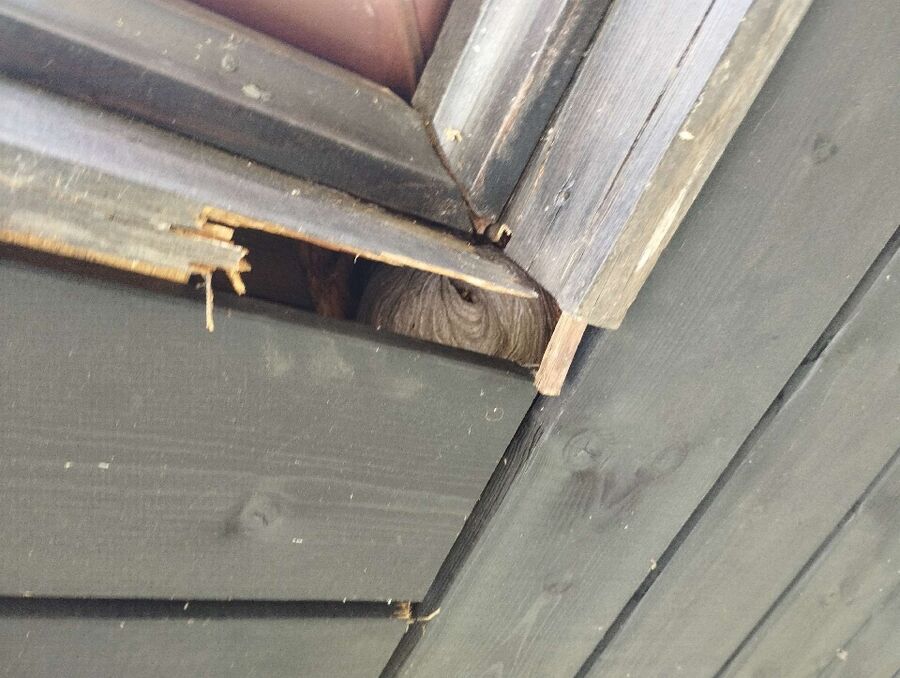 bienennest-am-haus-entfernen.jpg