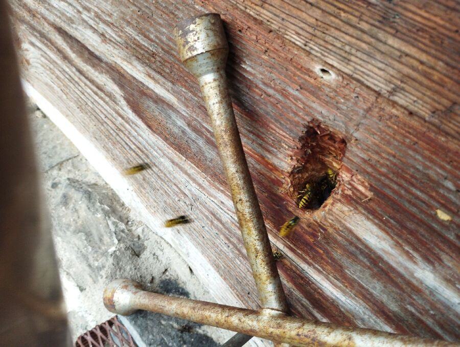  Bienennest entfernen.jpeg