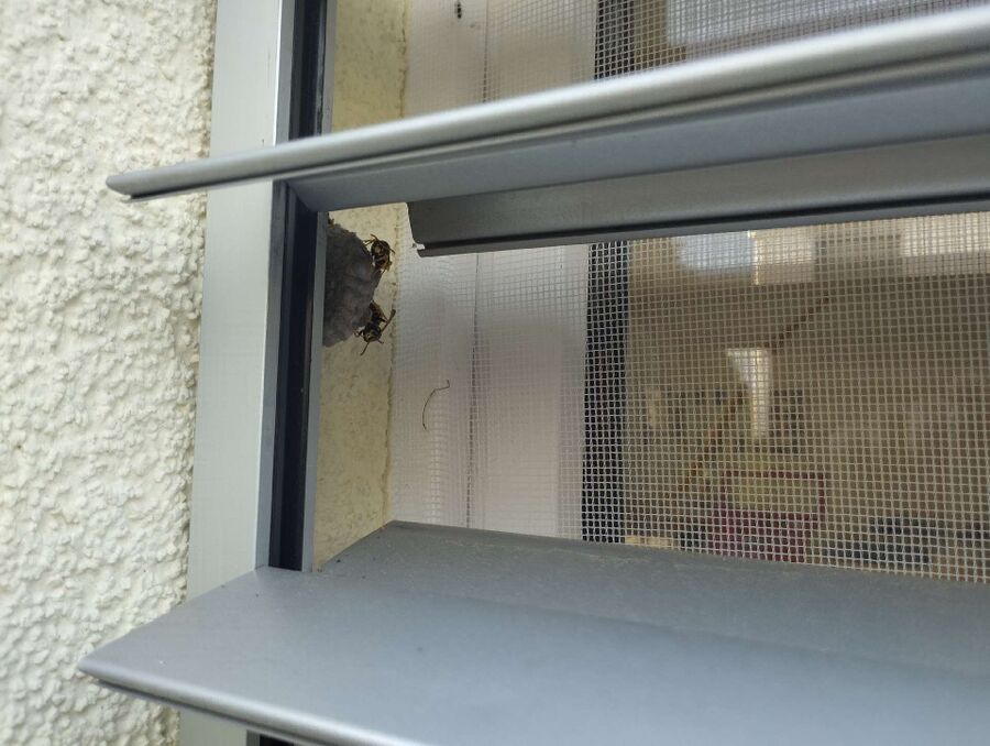  Bienennest entfernen.jpeg