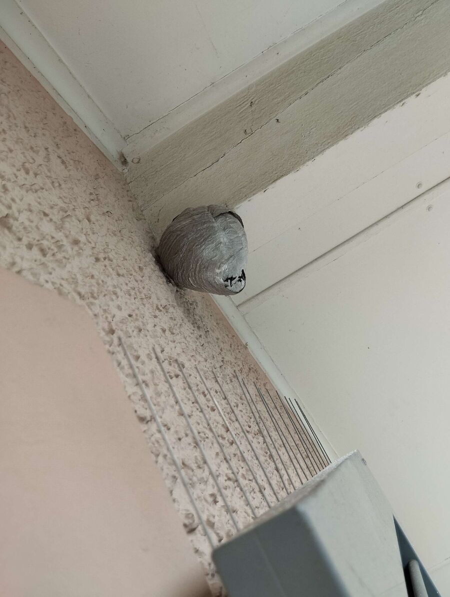  Bienennest entfernen.jpeg