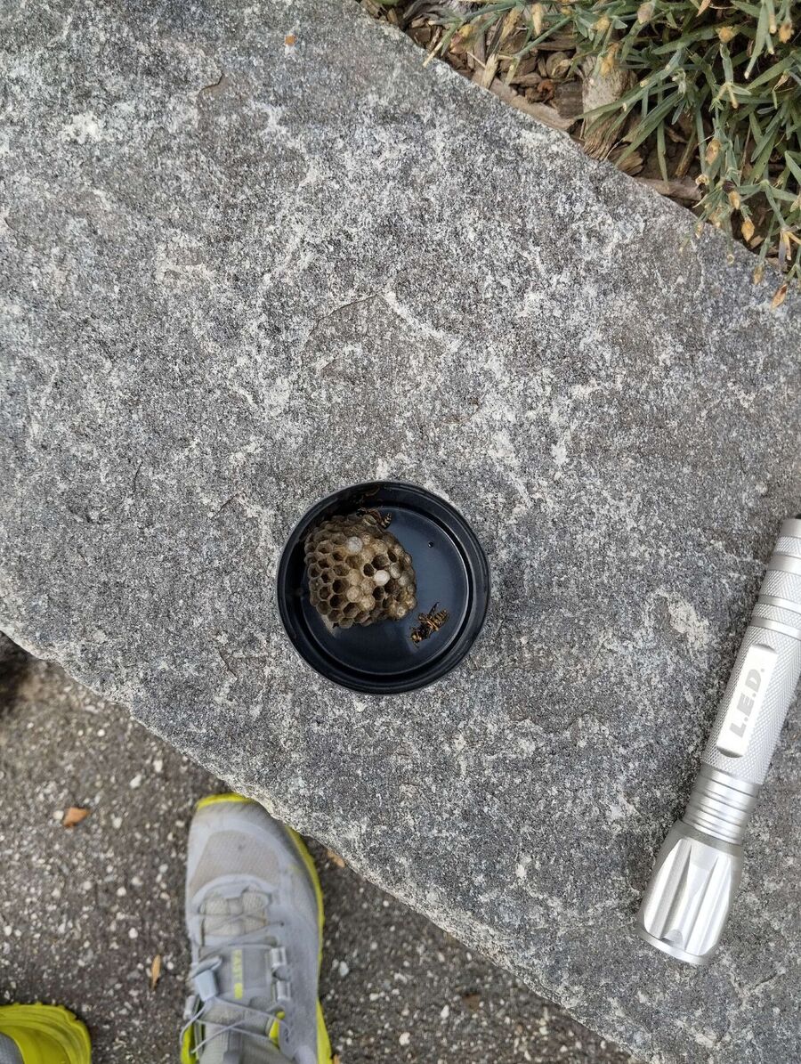 Bienen umsiedeln &  Bienennest entfernen 