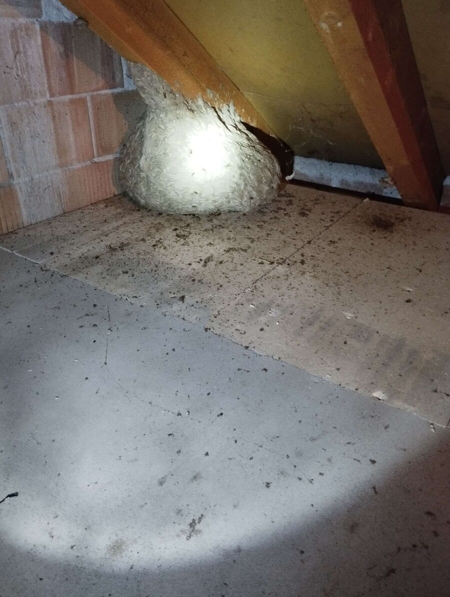 Bienen umsiedeln &  Bienennest entfernen 