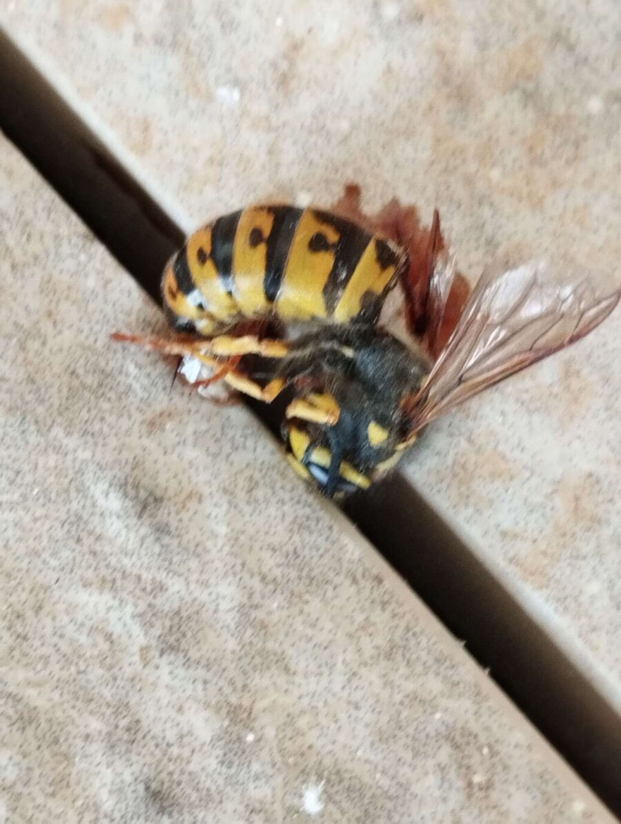 Bienen umsiedeln &  Bienennest entfernen 
