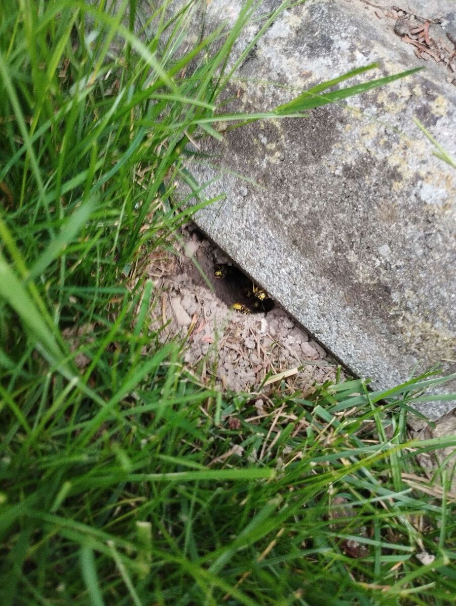  Bienennest entfernen