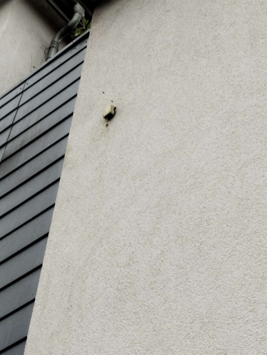  Bienennest entfernen