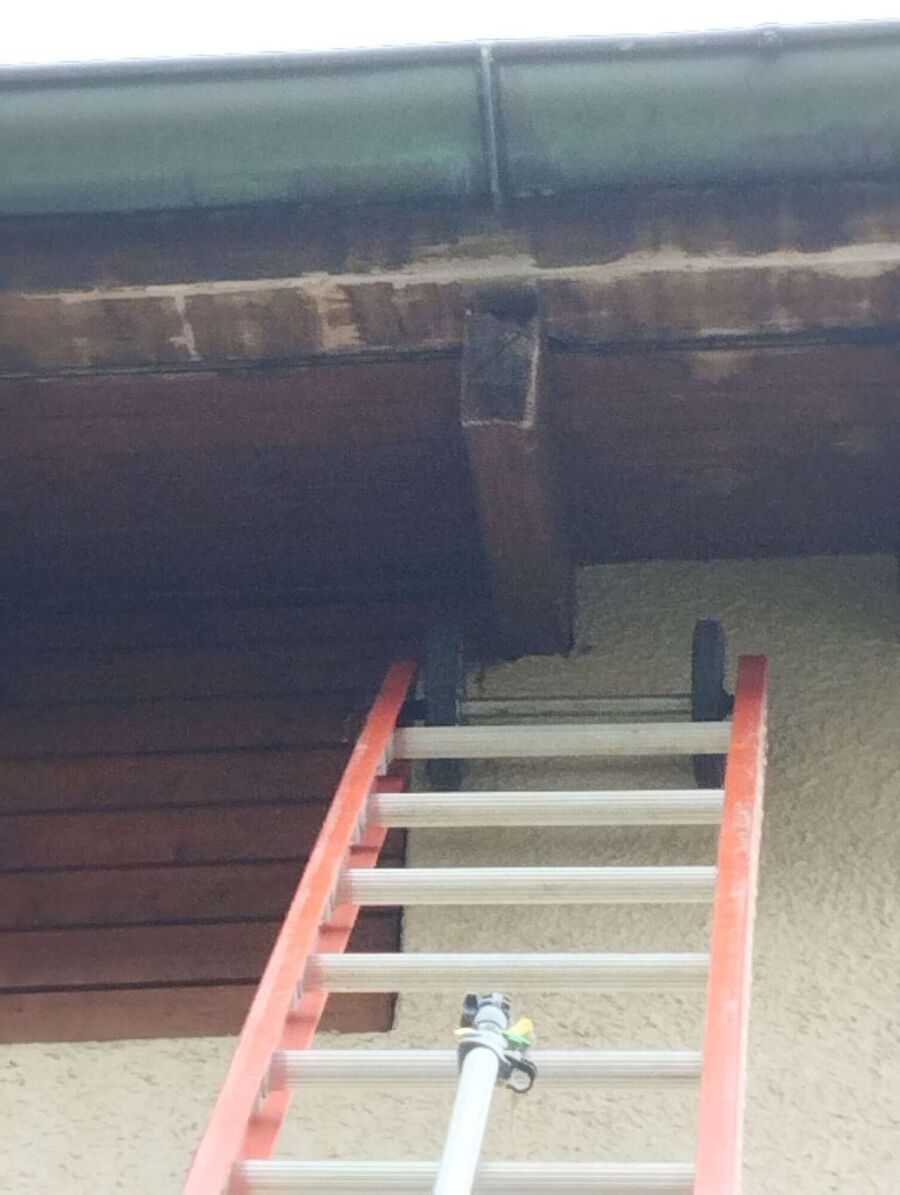 Bienen umsiedeln &  Bienennest entfernen 