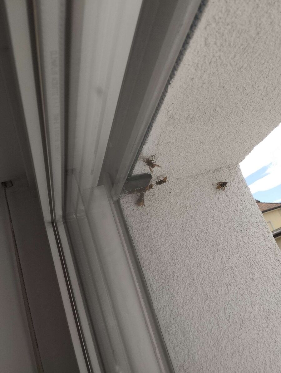  Bienennest entfernen.jpeg