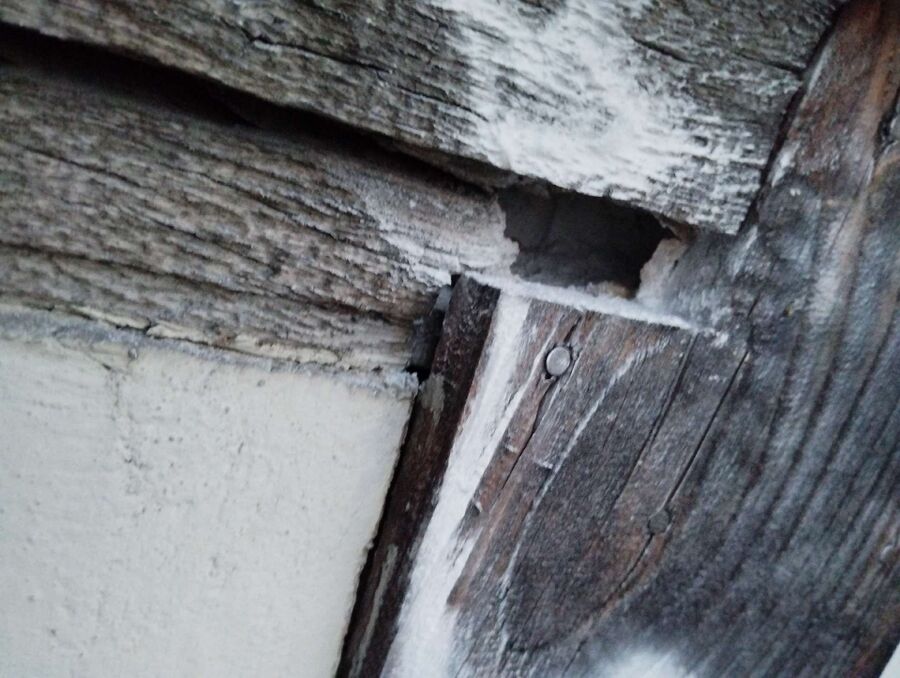  Bienennest entfernen