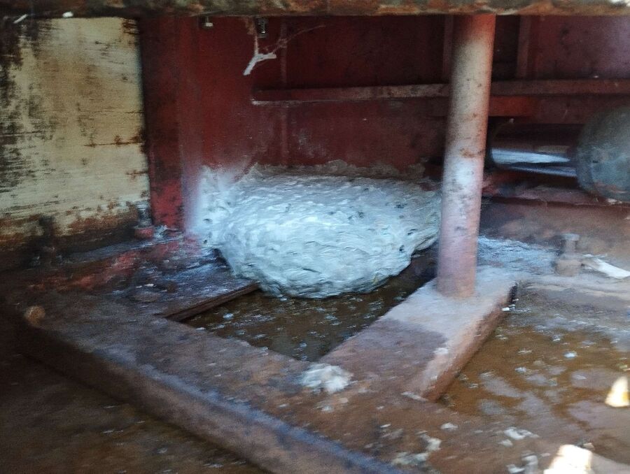 Bienen umsiedeln &  Bienennest entfernen 