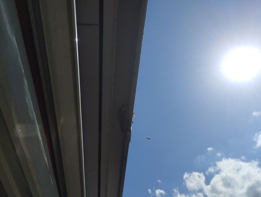  Bienennest entfernen.jpeg