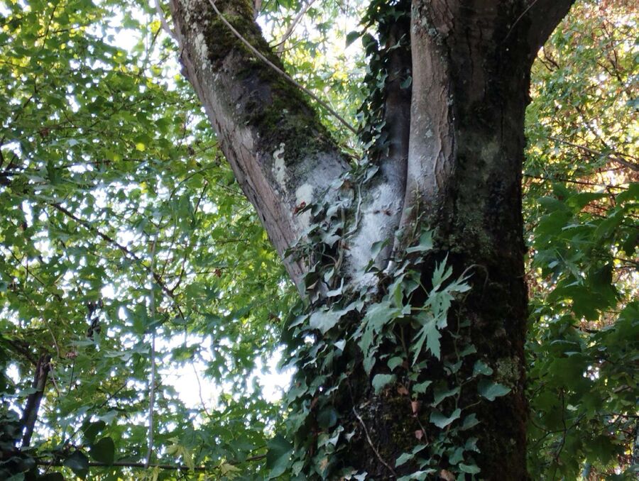  Bienennest entfernen