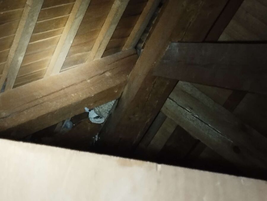  Bienennest entfernen