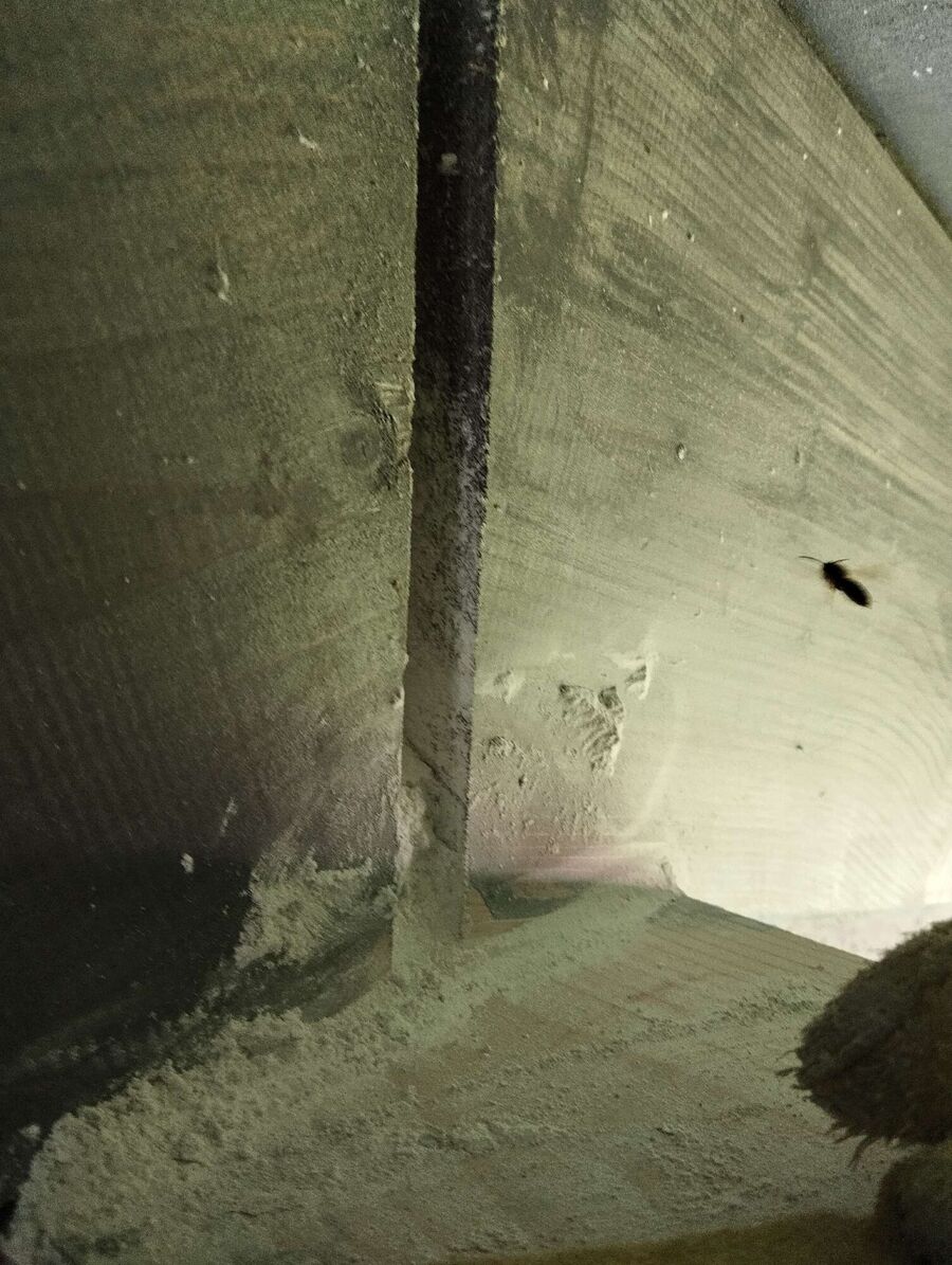  Bienennest entfernen