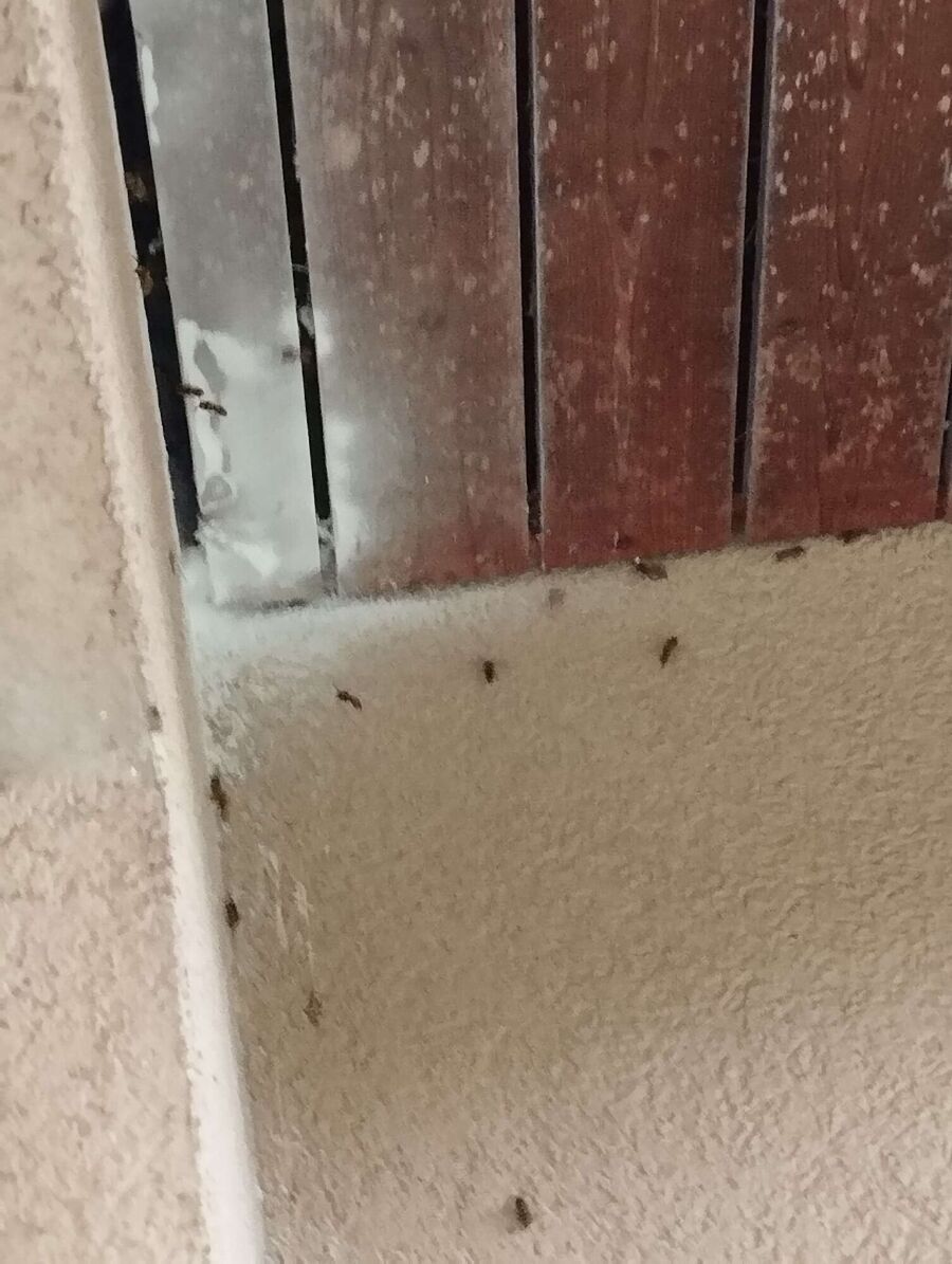  Bienennest entfernen.jpeg