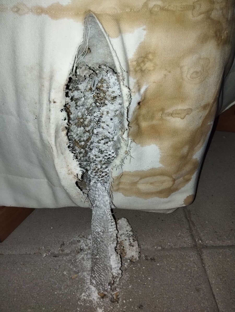  Bienennest entfernen.jpeg