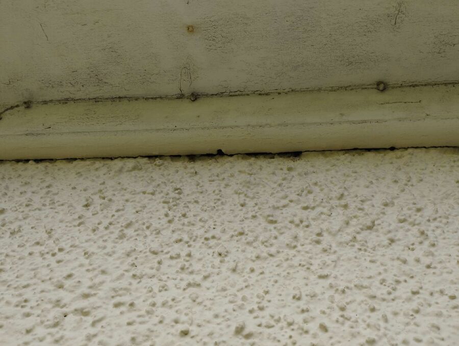 Bienen umsiedeln &  Bienennest entfernen 