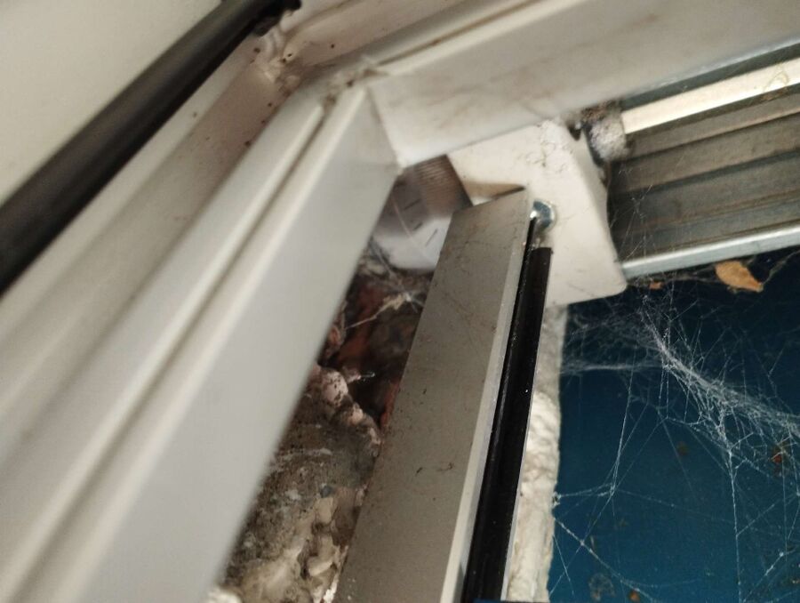  Bienennest entfernen.jpeg