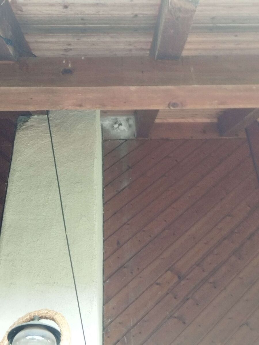 Bienen umsiedeln &  Bienennest entfernen 