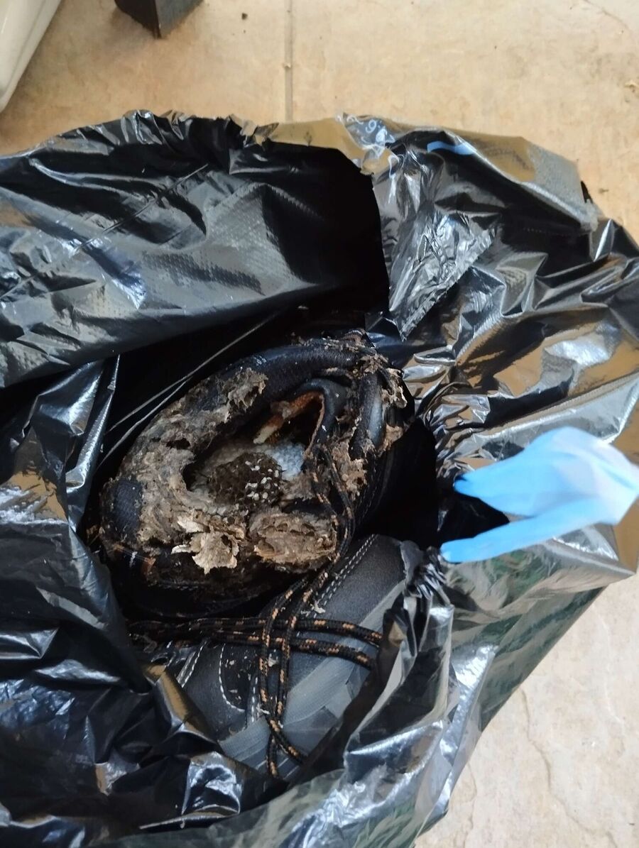  Bienennest entfernen