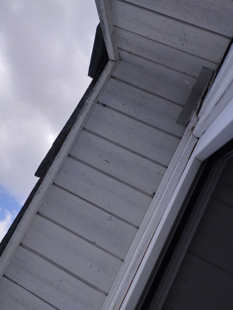 Bienen umsiedeln &  Bienennest entfernen 