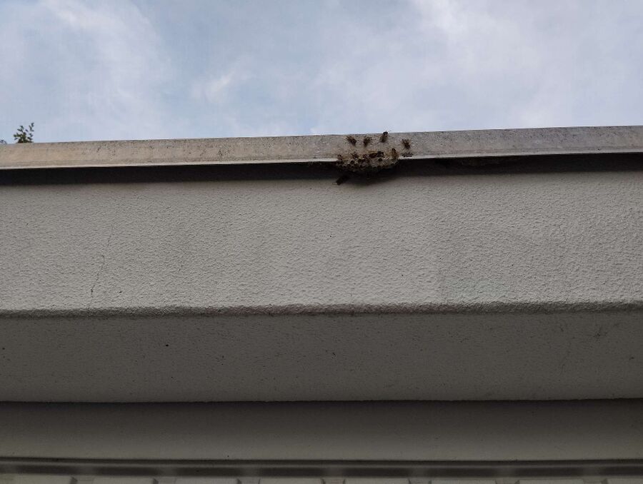  Bienennest entfernen.jpeg