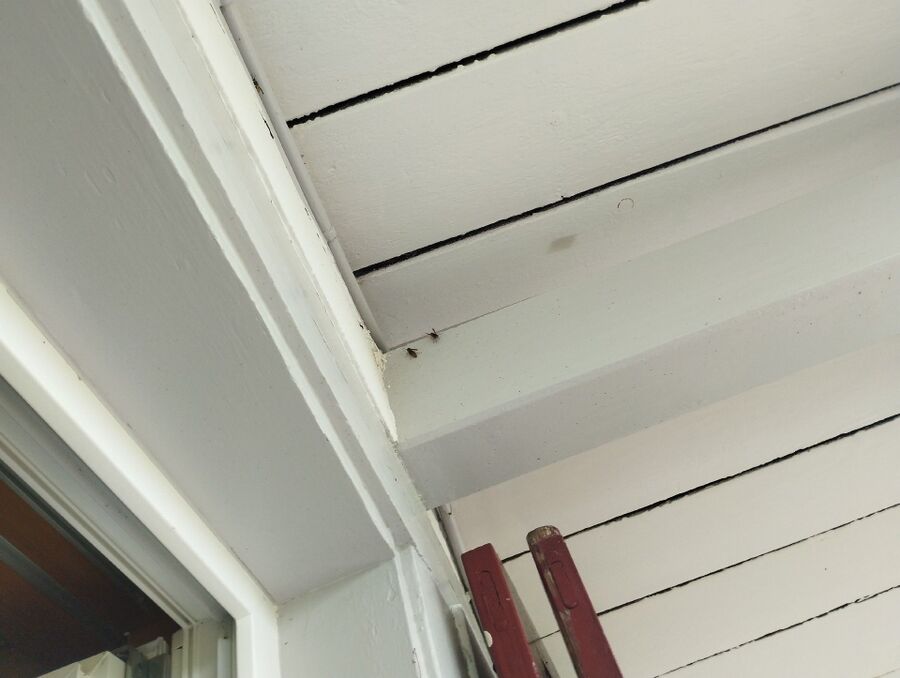 Bienen umsiedeln &  Bienennest entfernen 