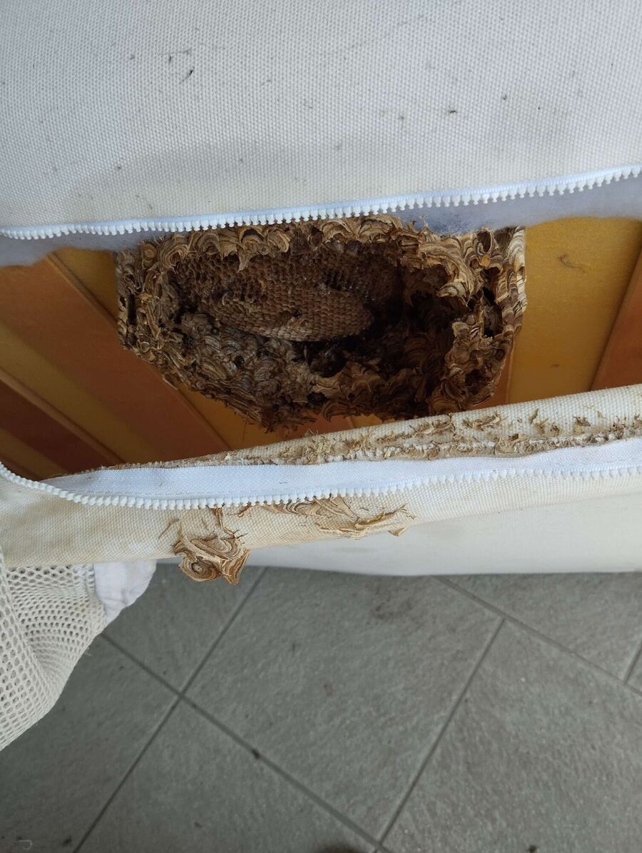  Bienennest entfernen