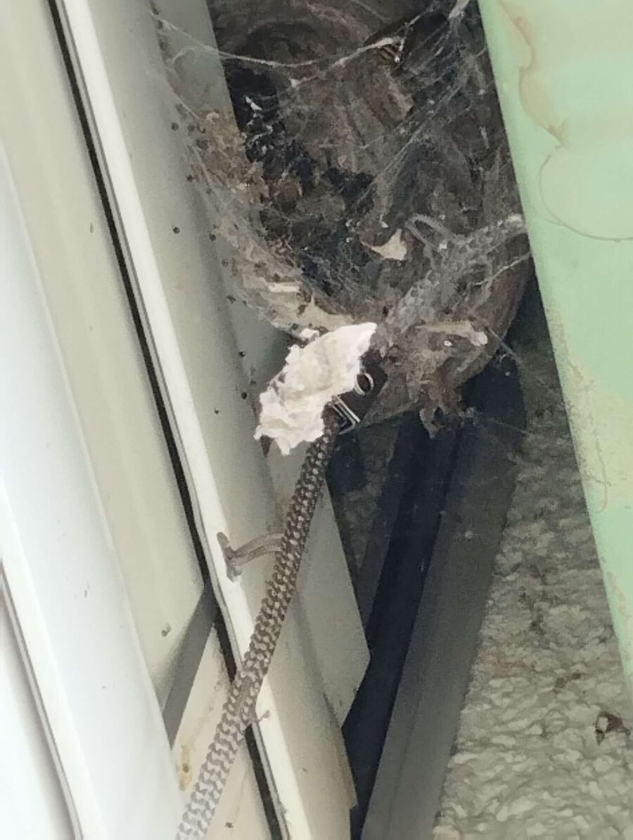  Bienennest entfernen.jpeg