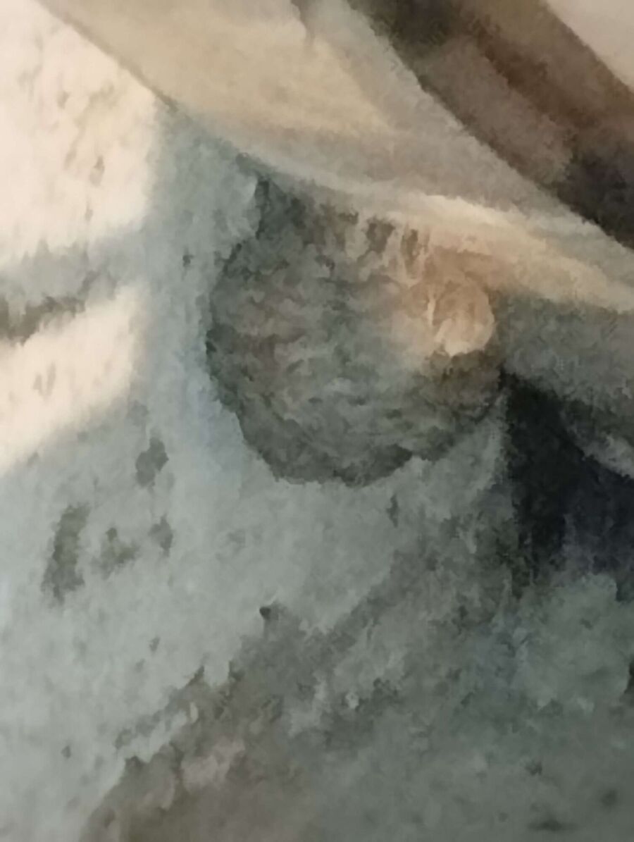  Bienennest entfernen.jpeg