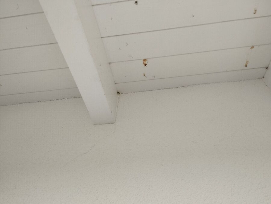  Bienennest entfernen.jpeg