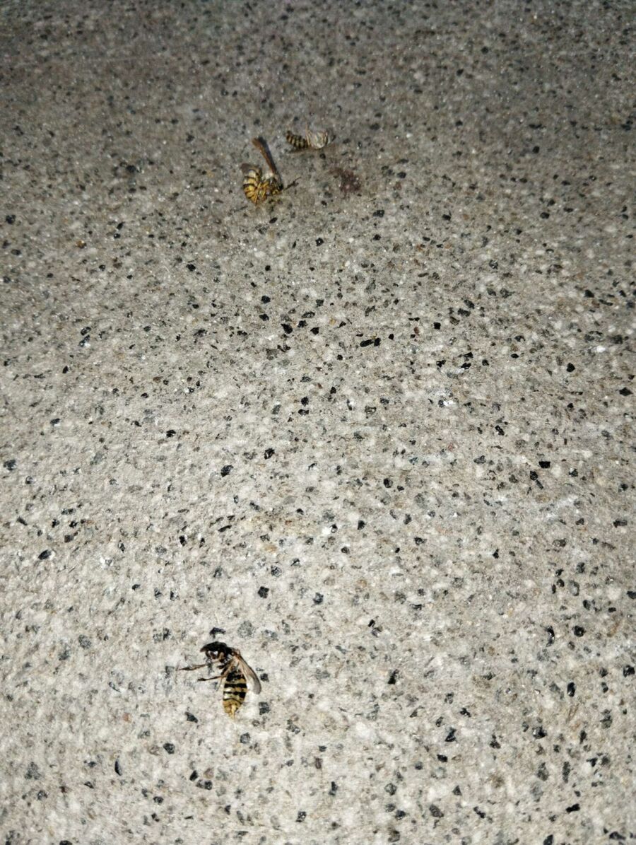  Bienennest entfernen