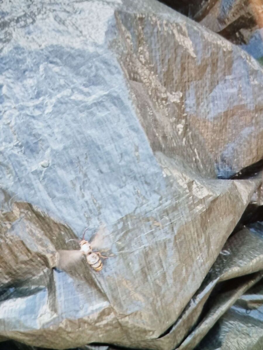 Bienen umsiedeln &  Bienennest entfernen 