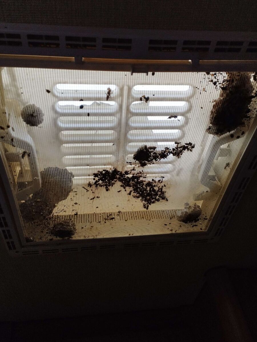  Bienennest entfernen