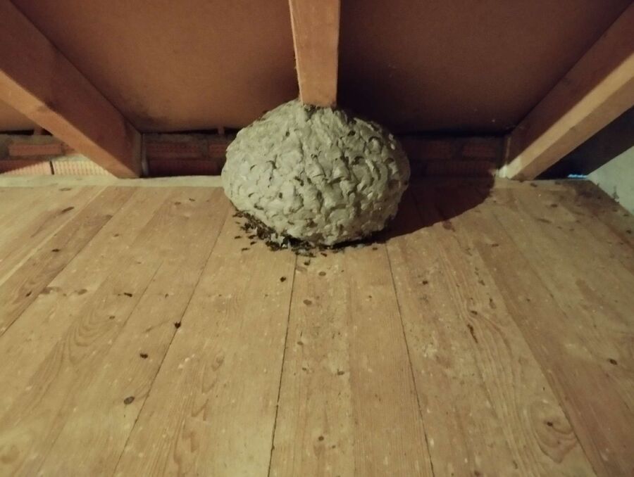  Bienennest entfernen