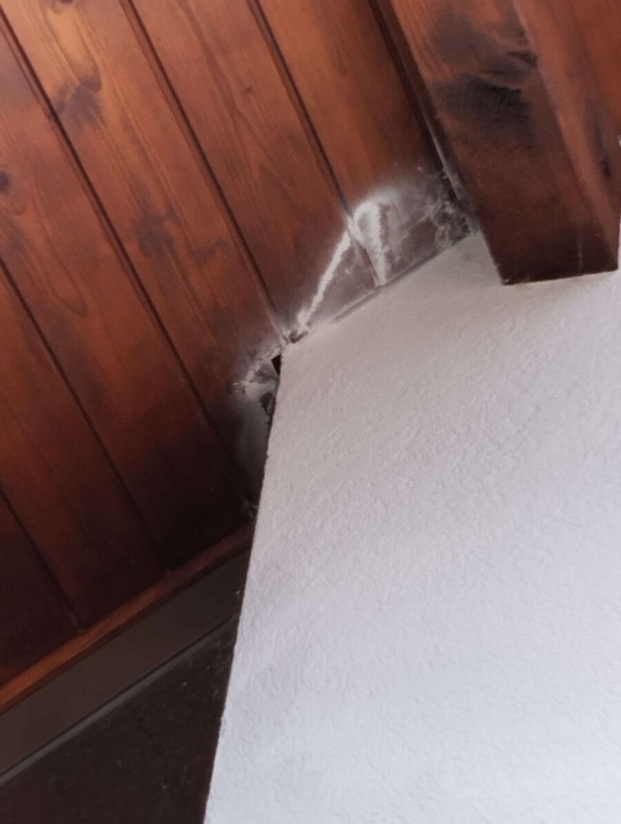 Bienen umsiedeln &  Bienennest entfernen 