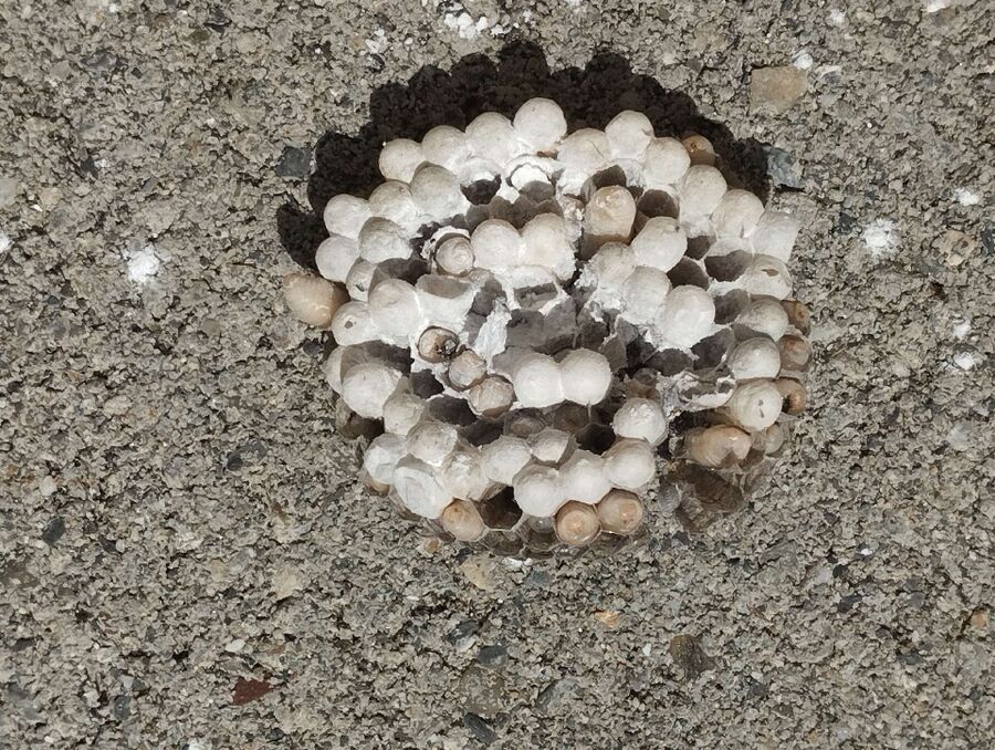 Bienen umsiedeln &  Bienennest entfernen 