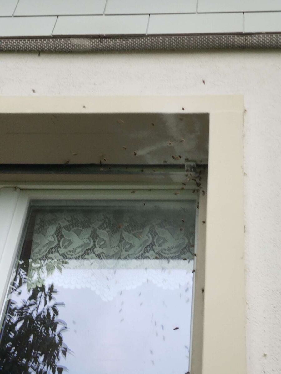 bienennest-am-haus-entfernen.jpg