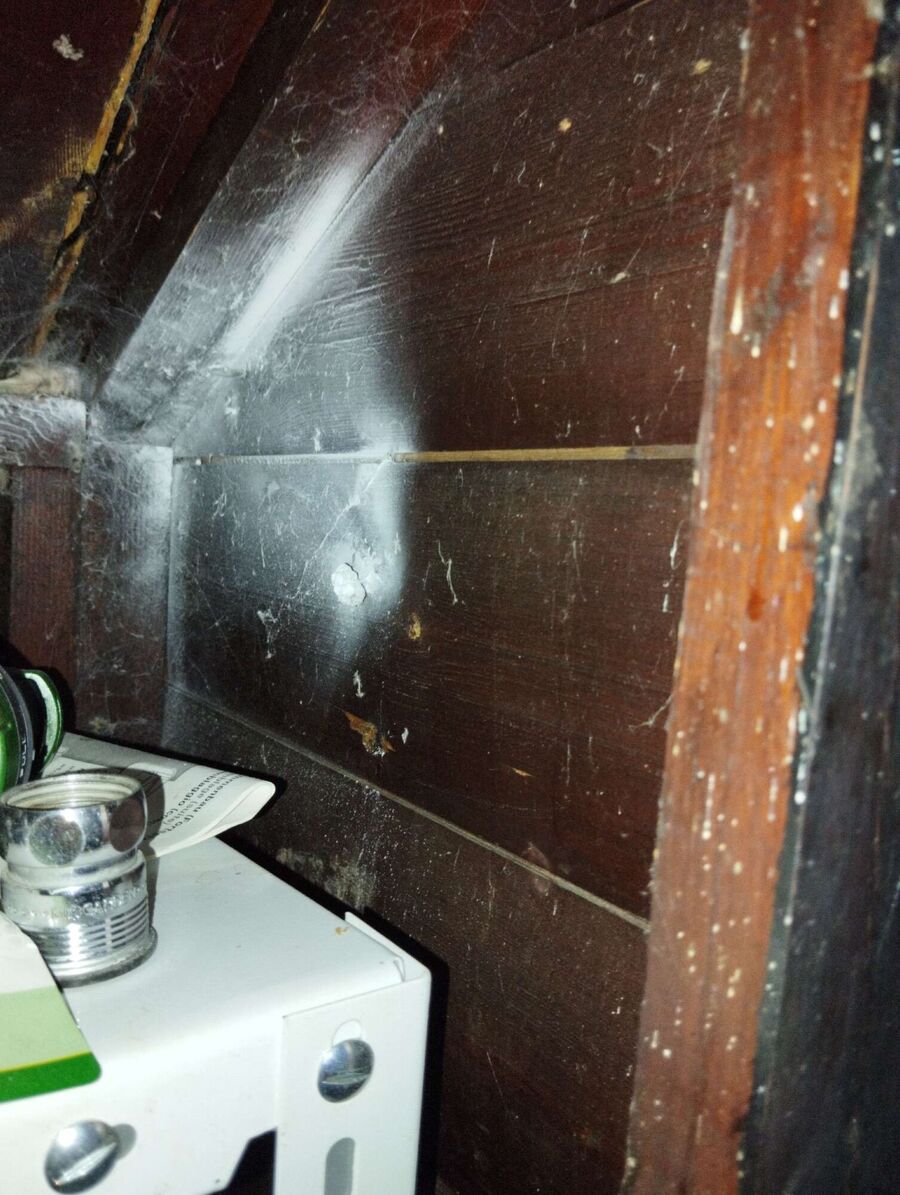  Bienennest entfernen.jpeg