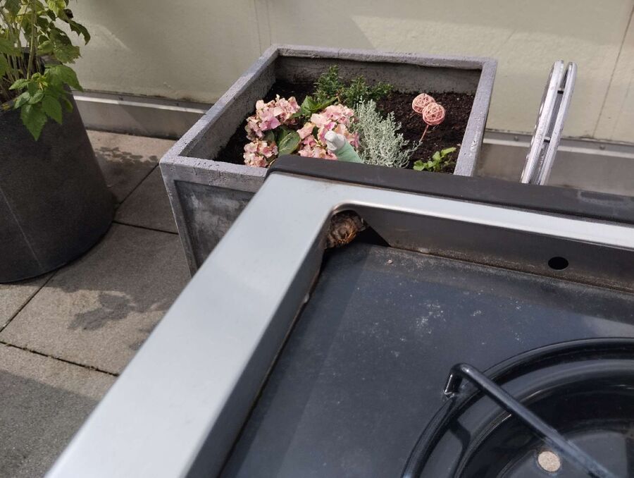 Bienen umsiedeln &  Bienennest entfernen 